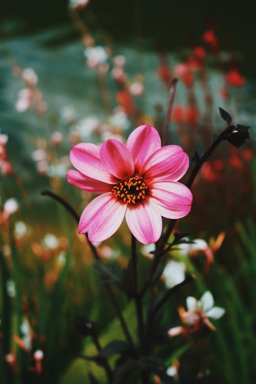 盛开的粉红色大丽花花 · 免费素材图片