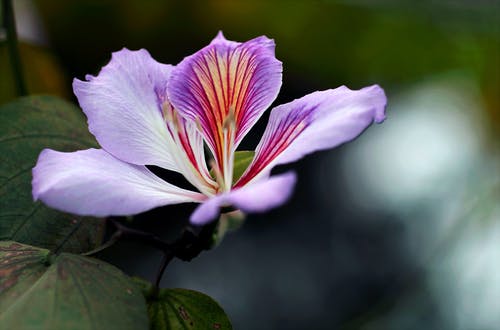 紫色兰花花的特写摄影 · 免费素材图片