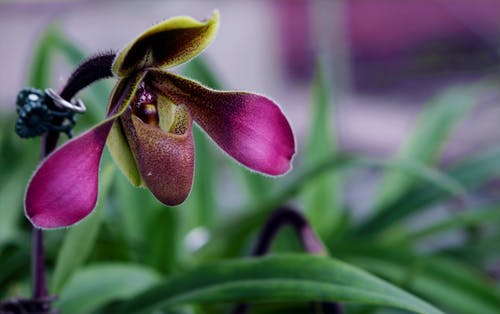 紫色兰花的景深照片 · 免费素材图片