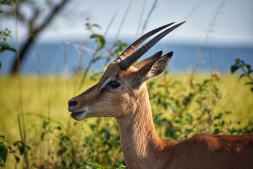 棕色羚羊的选择性聚焦摄影 · 免费素材图片