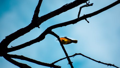 黄鸟在棕色树枝上的浅焦点摄影 · 免费素材图片