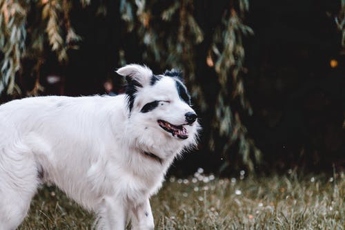 成年白人和黑人澳大利亚牧羊犬 · 免费素材图片