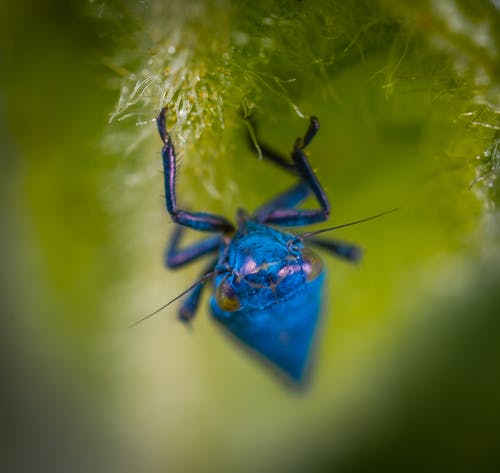 蓝蜘蛛的选择性照片 · 免费素材图片