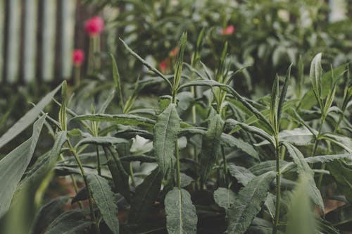 选择性聚焦绿色植物 · 免费素材图片