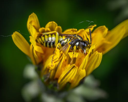 蜜蜂在黄色花瓣上 · 免费素材图片