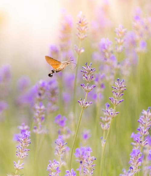 棕色蛾盘旋在紫色的小花 · 免费素材图片
