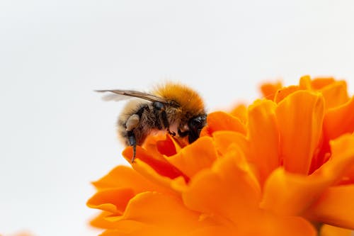宏观照片蜜蜂在橙花上 · 免费素材图片