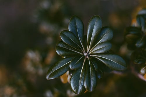 绿叶植物的选择性聚焦照片 · 免费素材图片