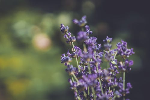 紫色花瓣花 · 免费素材图片