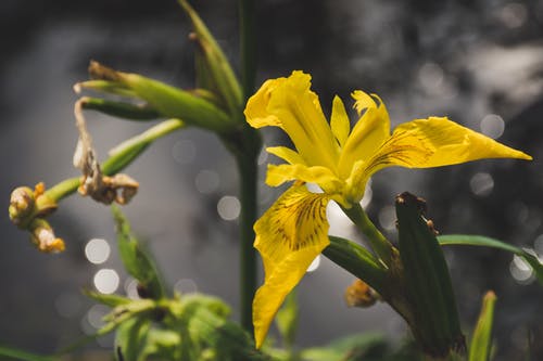 黄色花瓣花的选择性焦点照片 · 免费素材图片