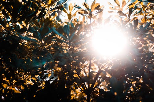 植物剪影 · 免费素材图片