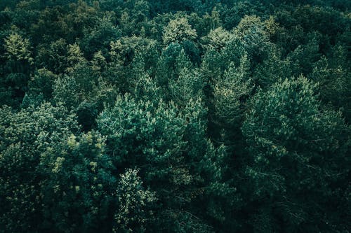 绿叶树木的高角度视图 · 免费素材图片
