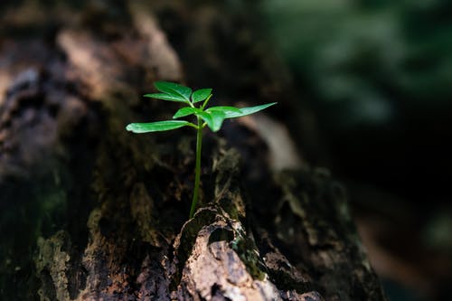 树干上的绿色植物幼苗的选择性聚焦照片 · 免费素材图片