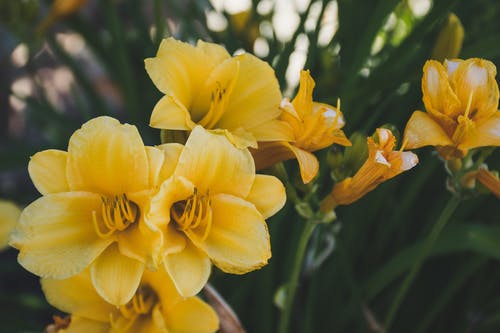 黄色的花瓣花的特写摄影 · 免费素材图片