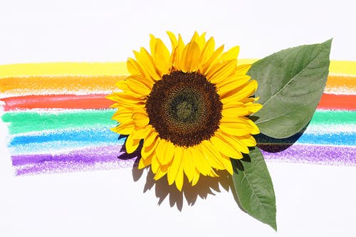 黄色向日葵与叶子 · 免费素材图片