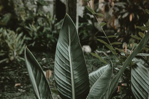 绿叶植物的浅焦点摄影 · 免费素材图片