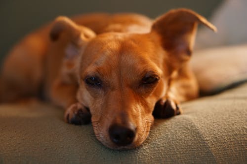 成人光滑的棕色狗躺在灰色的床上用品特写照片 · 免费素材图片