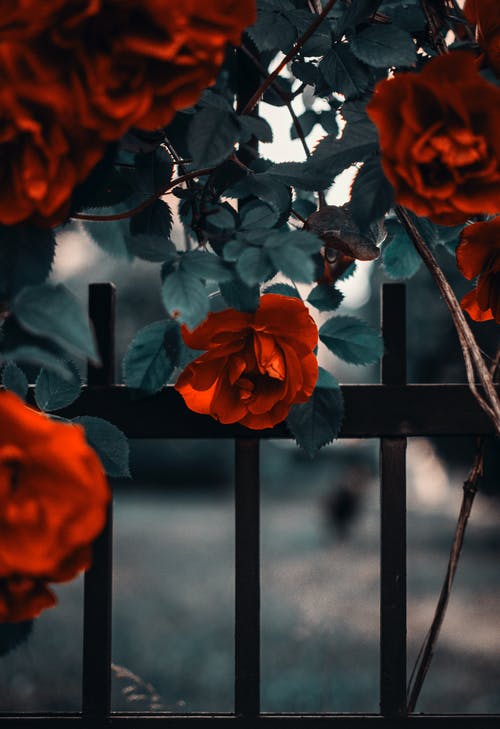 选择性聚焦摄影红玫瑰花朵 · 免费素材图片