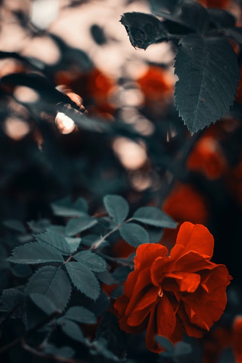 红玫瑰的照片 · 免费素材图片