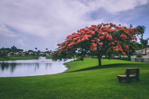 在水体旁边的红色开花的树木的照片 · 免费素材图片