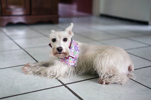 白色地板砖上的长涂的狗 · 免费素材图片