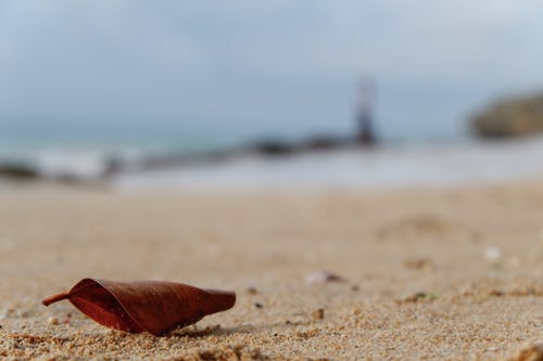 干叶在沙滩上 · 免费素材图片
