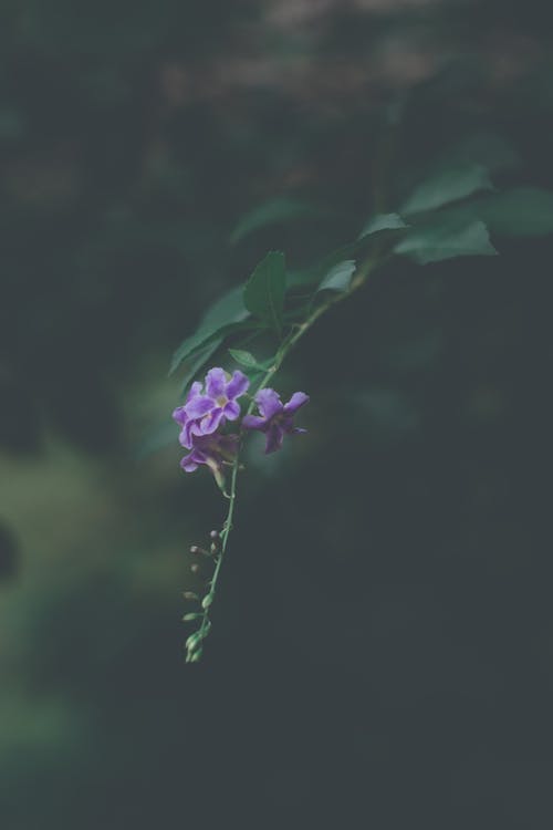 浅绿色的植物，紫色花的焦点照片 · 免费素材图片