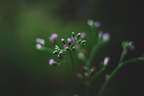 紫色芙蓉花的选择性聚焦摄影 · 免费素材图片