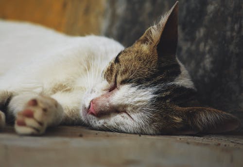 猫睡觉的照片 · 免费素材图片