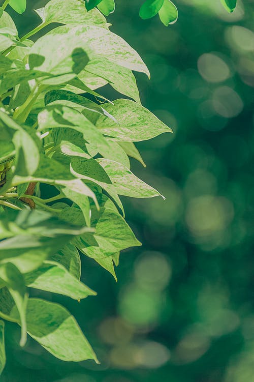 绿叶植物的微距摄影 · 免费素材图片
