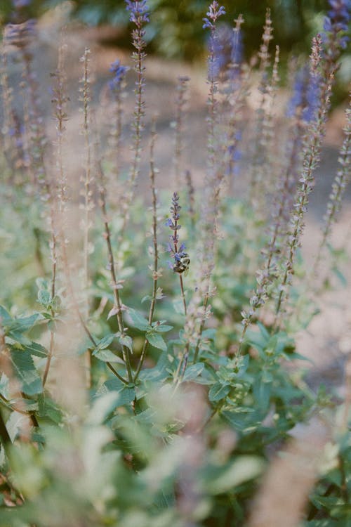 特写摄影蓝色花瓣的花 · 免费素材图片