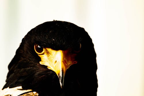 布朗鹰的野生动物摄影 · 免费素材图片