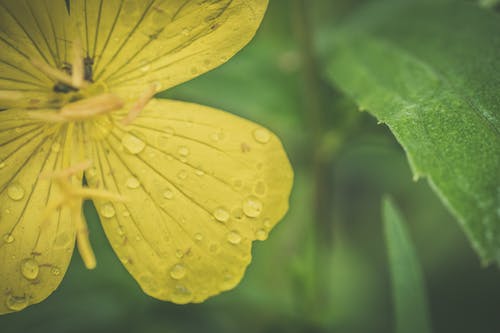 黄色花的特写照片 · 免费素材图片