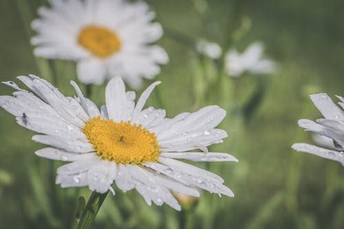白色雏菊 · 免费素材图片