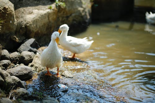 两只白鸭子在水体附近 · 免费素材图片