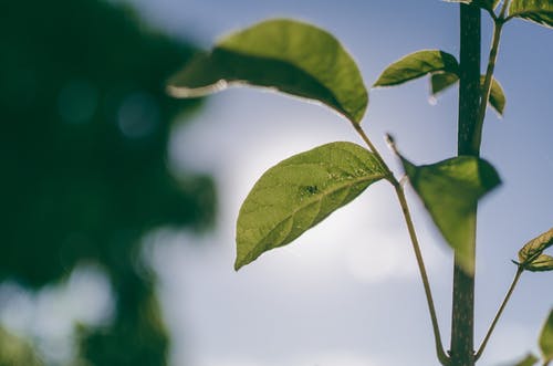 绿叶植物 · 免费素材图片