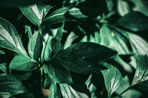 绿叶植物的选择性焦点照片 · 免费素材图片