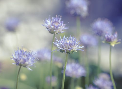 紫色花瓣花 · 免费素材图片