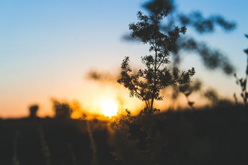 金色夕阳中树木的照片 · 免费素材图片