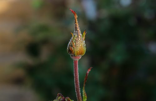 花芽的微距摄影 · 免费素材图片