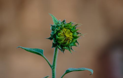 绿色向日葵芽微距摄影 · 免费素材图片