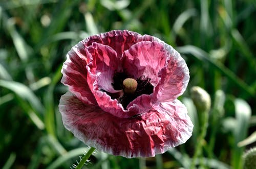 红色罂粟花的选择性聚焦摄影 · 免费素材图片