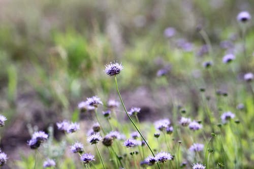 紫色花瓣花的选择性聚焦摄影 · 免费素材图片