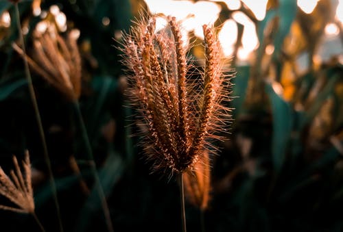 浅棕色植物的焦点 · 免费素材图片