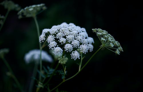 白花浅焦点摄影 · 免费素材图片