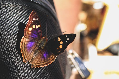 黑色和紫色蝴蝶栖息在黑色纺织的特写摄影 · 免费素材图片