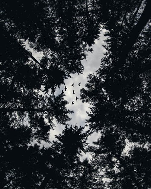 低角度的树木和飞翔的鸟的照片 · 免费素材图片