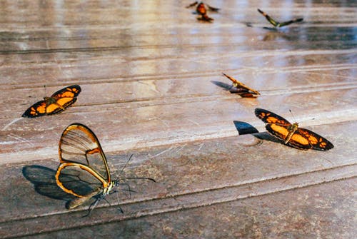 搁在地面上的蝴蝶 · 免费素材图片