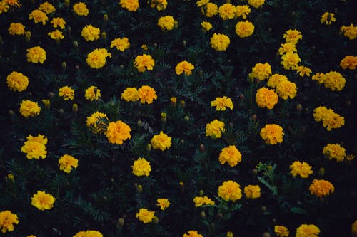 盛开的黄色花瓣花园的照片 · 免费素材图片