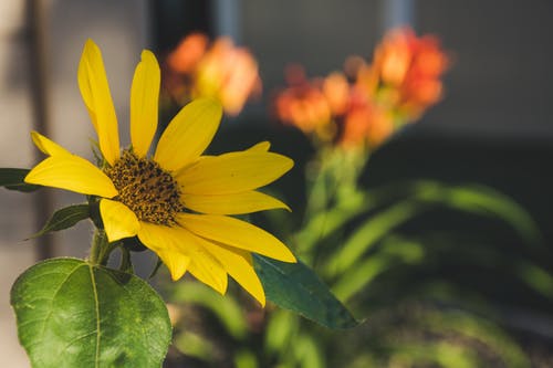 黄色向日葵选择性聚焦摄影 · 免费素材图片